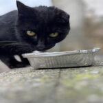 Gatto1