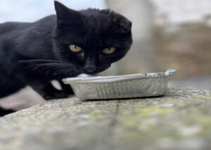 Gatto1